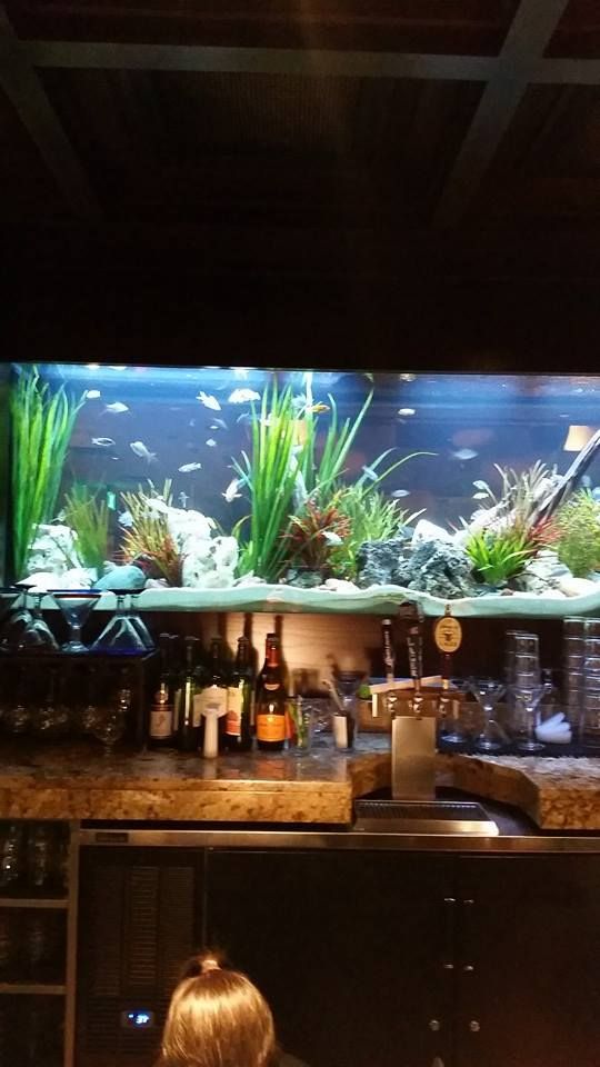 cheddars fish tank