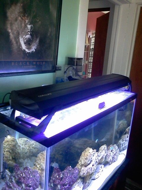30coralife - 29 gallon tank, stand & light for sale