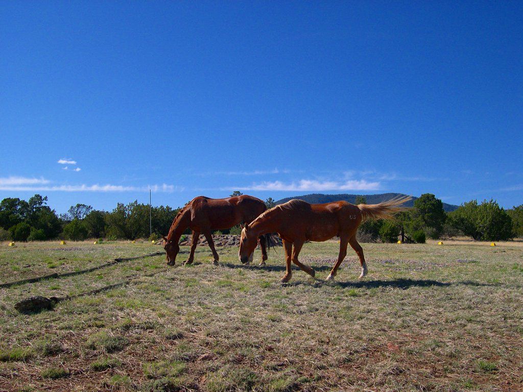 heliport-horses.jpg