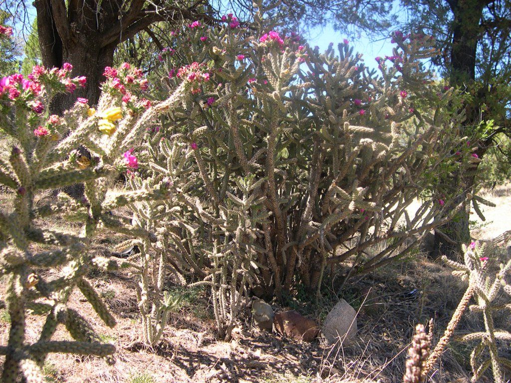 cholla-in-bloom.jpg