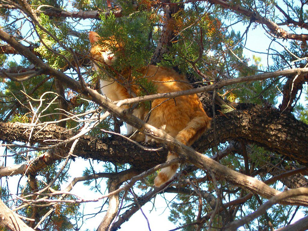 tigger-in-tree.jpg