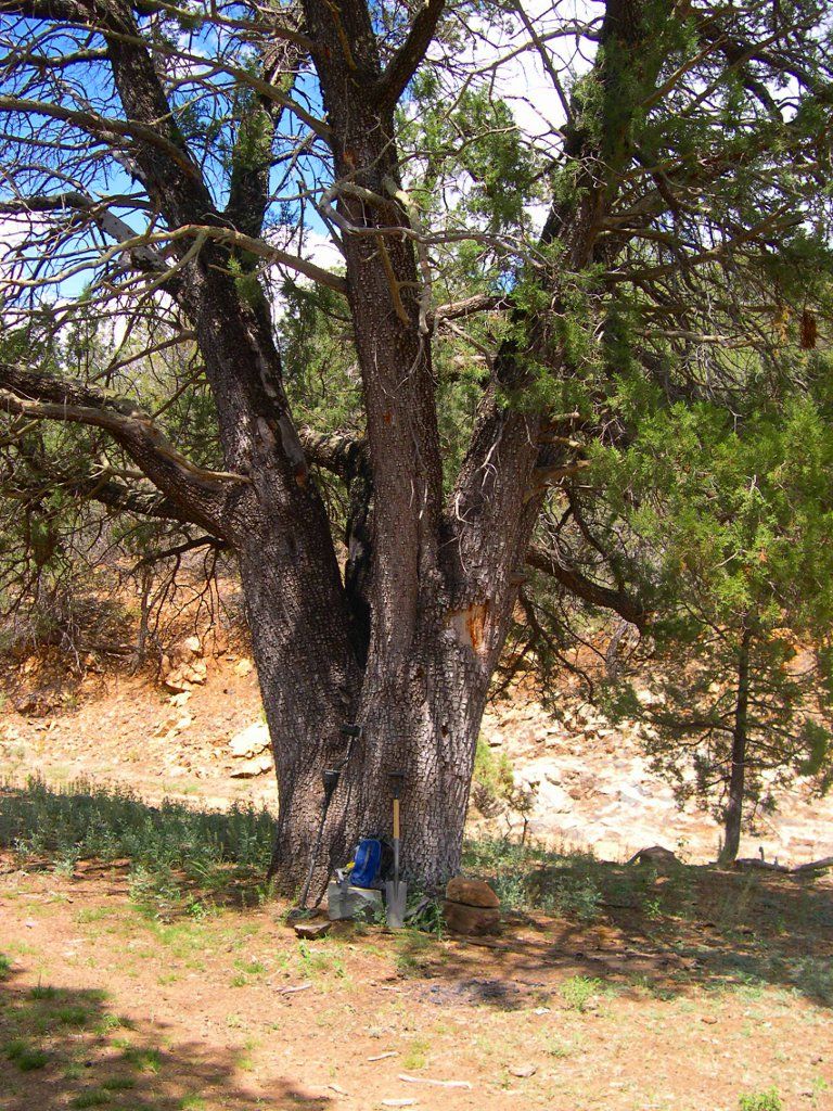 lunch-tree.jpg