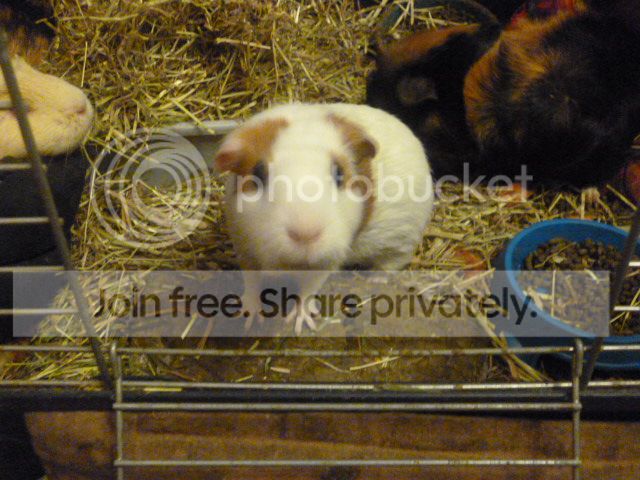 P1000919_zps808cbce3.jpg