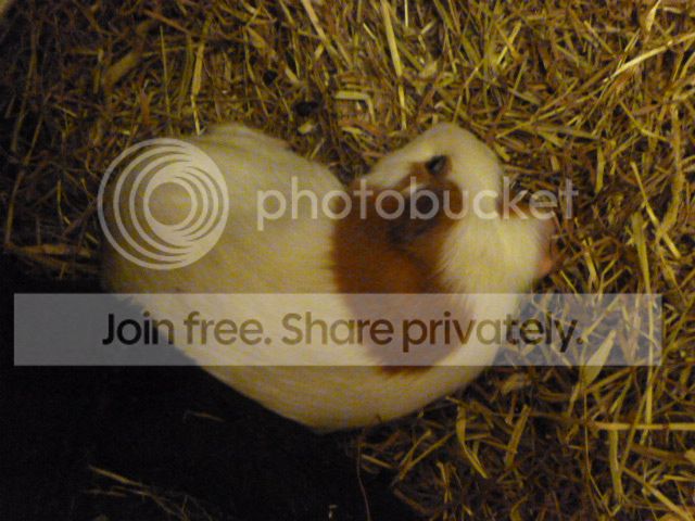 P1000930_zpsbb24a0ff.jpg