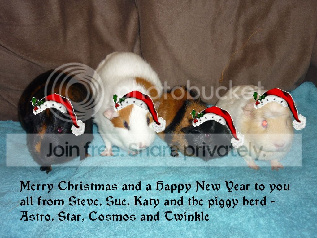 PiggyXmas.jpg
