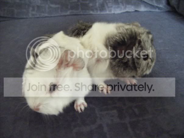 MiniWhizzandDusty2_zpsacf4546b.jpg