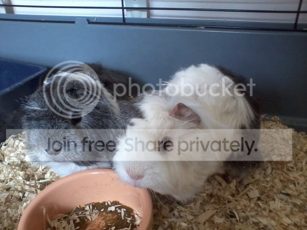 PetPics015_zpse20fe614.jpg